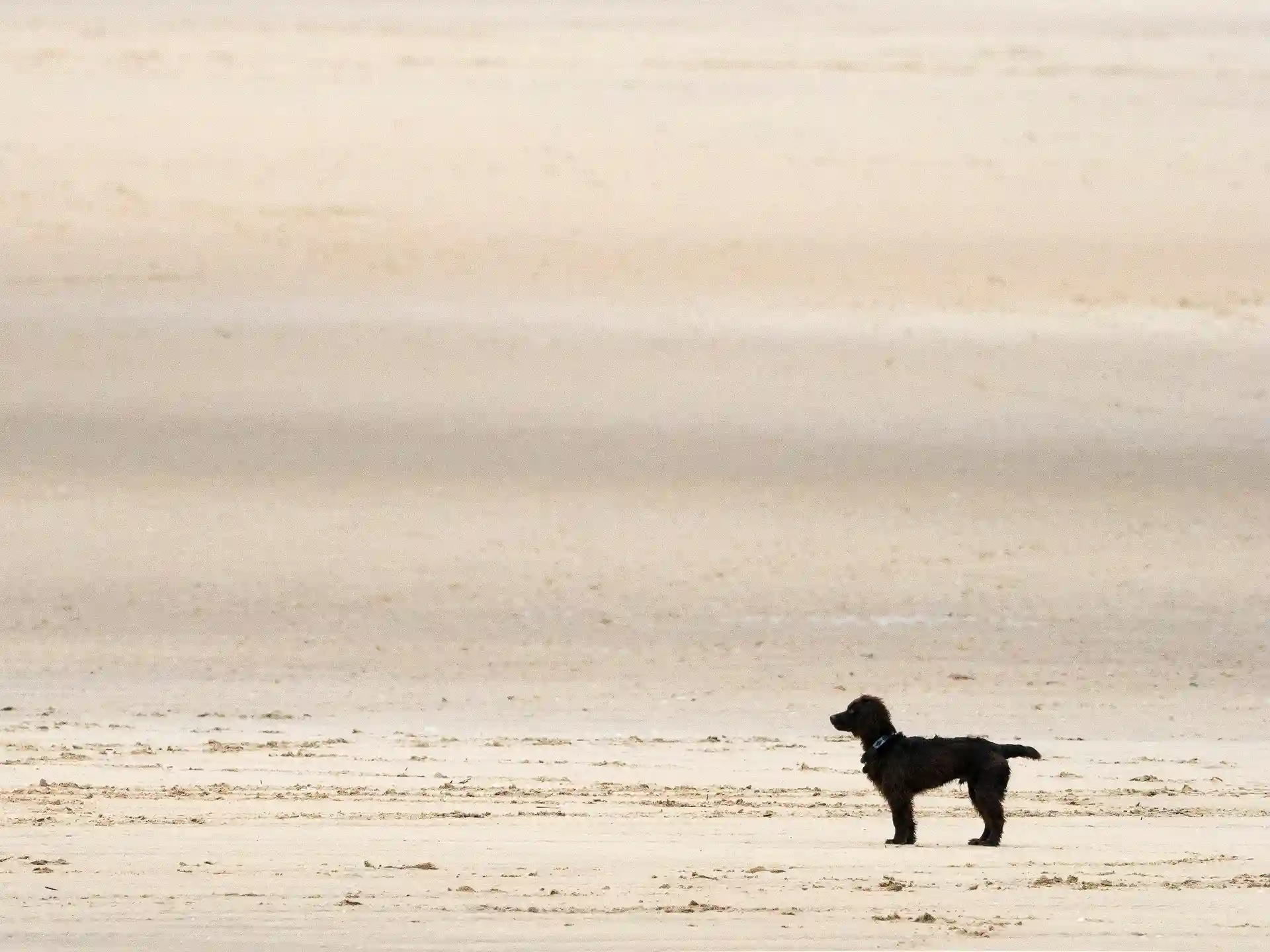 cane-in-spiaggia